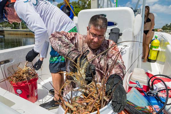 It’s Mini Lobster Season In Florida