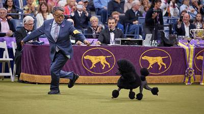 Sage advice: Miniature poodle named best in show at Westminster Kennel Club dog show