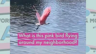 What Is This Pink Bird Flying Around My Neighborhood?