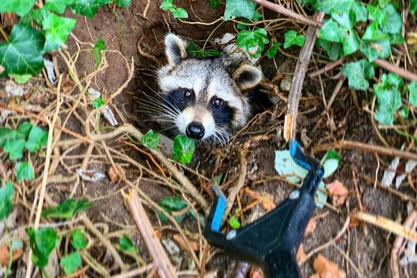 Rescuers help raccoon with peanut butter jar stuck on its head