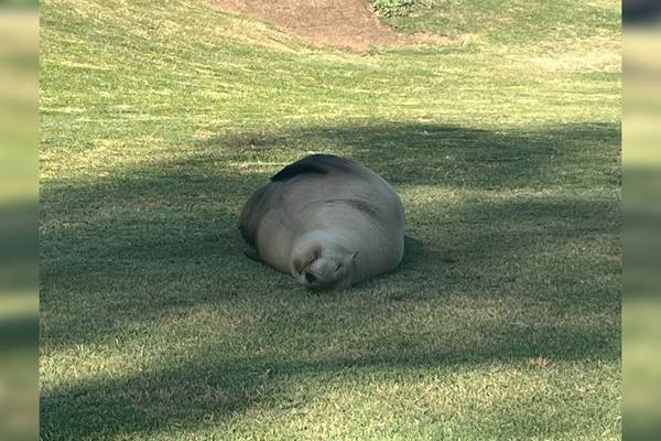 Pregnant sea lion found wandering California golf course