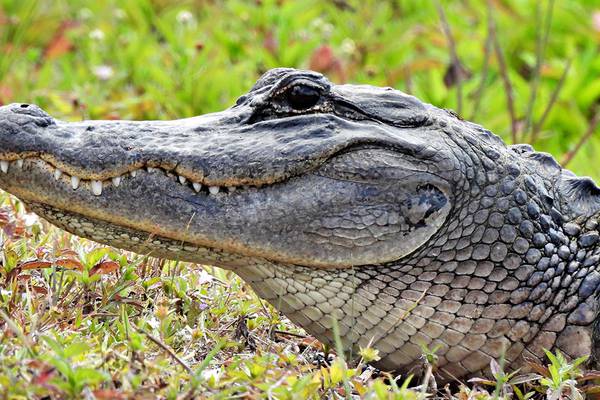 Alligator kills person in SC retention pond, police say