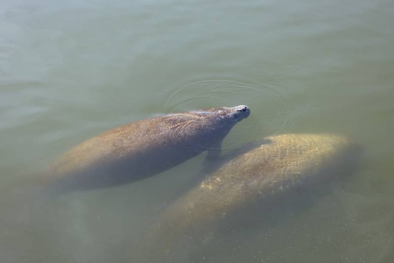 Manatees