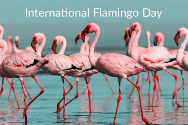 GET THE LIST: Places To See Flamingos In South Florida