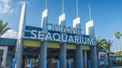Li’i, Lolita’s companion at Miami Seaquarium, moved to SeaWorld in San Antonio