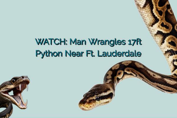 Huge 17ft Python Snake Found In Ft. Lauderdale