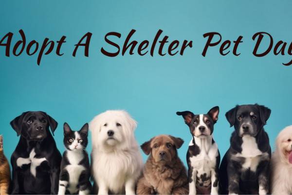 Today Is Adopt A Shelter Pet Day