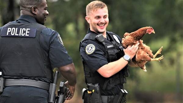 Why did the Tampa chicken cross the road?