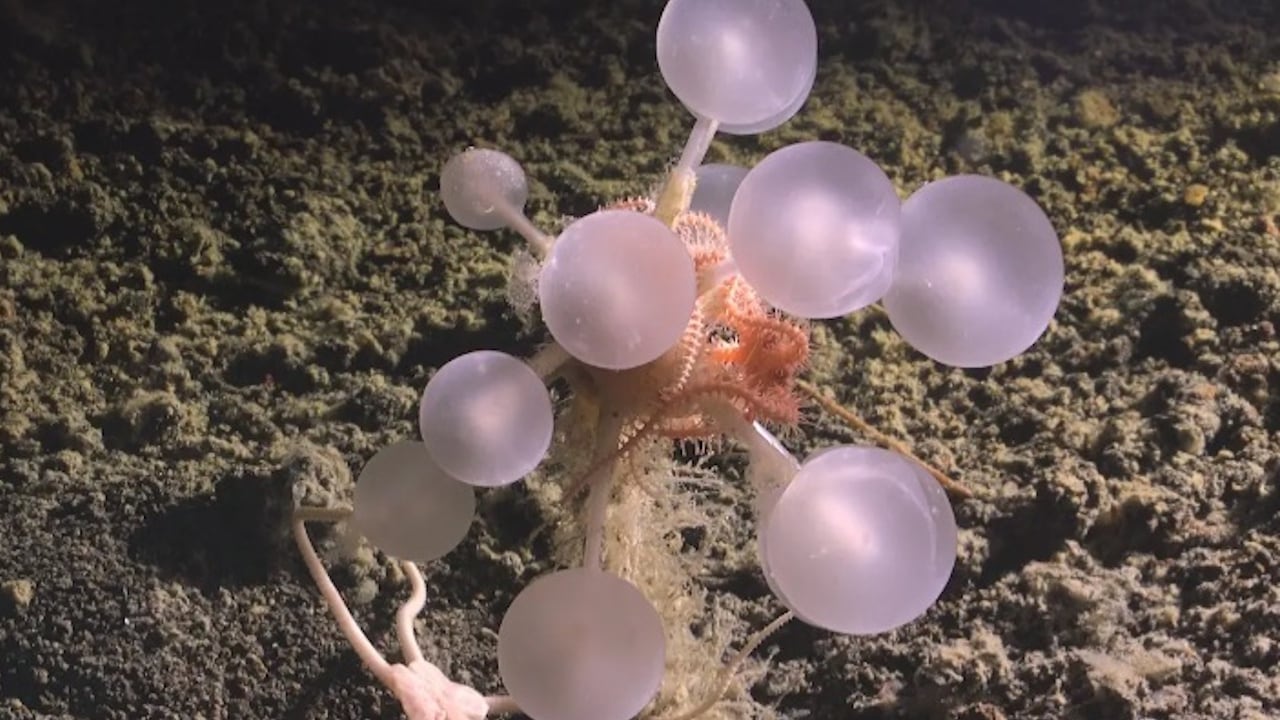 The carnivorous sponge was one of 30 new species discovered in the Southern Ocean.