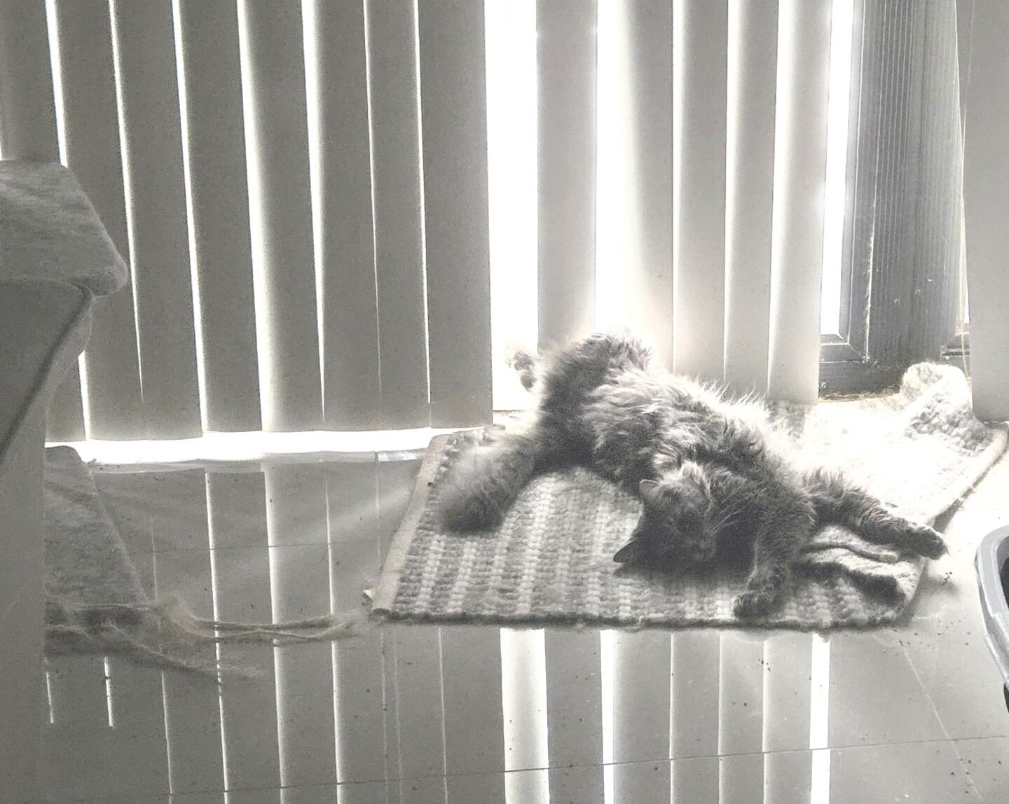 Korby's cats looking cute!