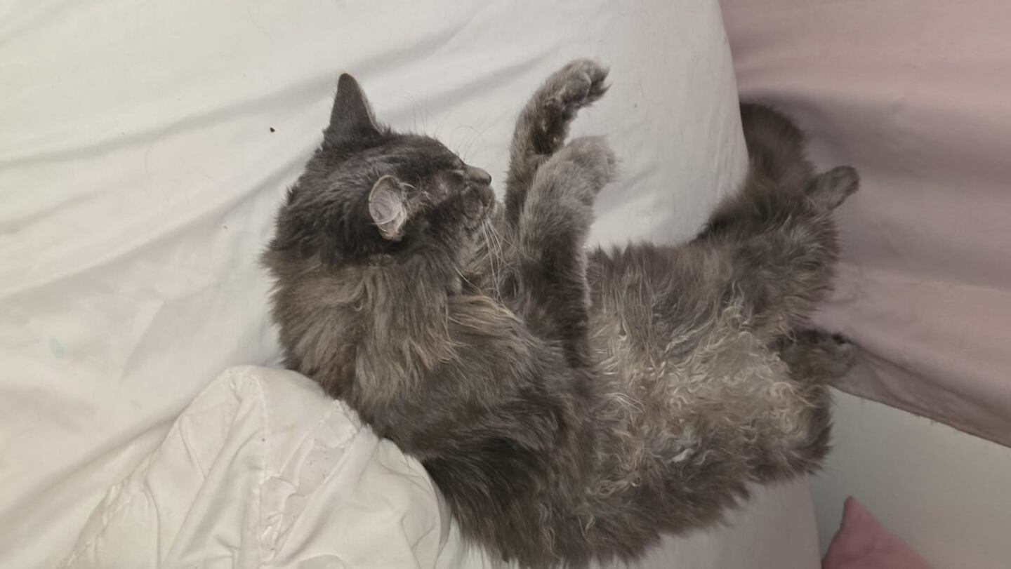 Korby's cats looking cute!