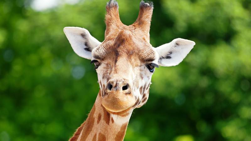 On Saturday, a family was visiting Fossil Rim Wildlife Center in Glen Rose, Texas when they had a scary experience that they will probably never forget.